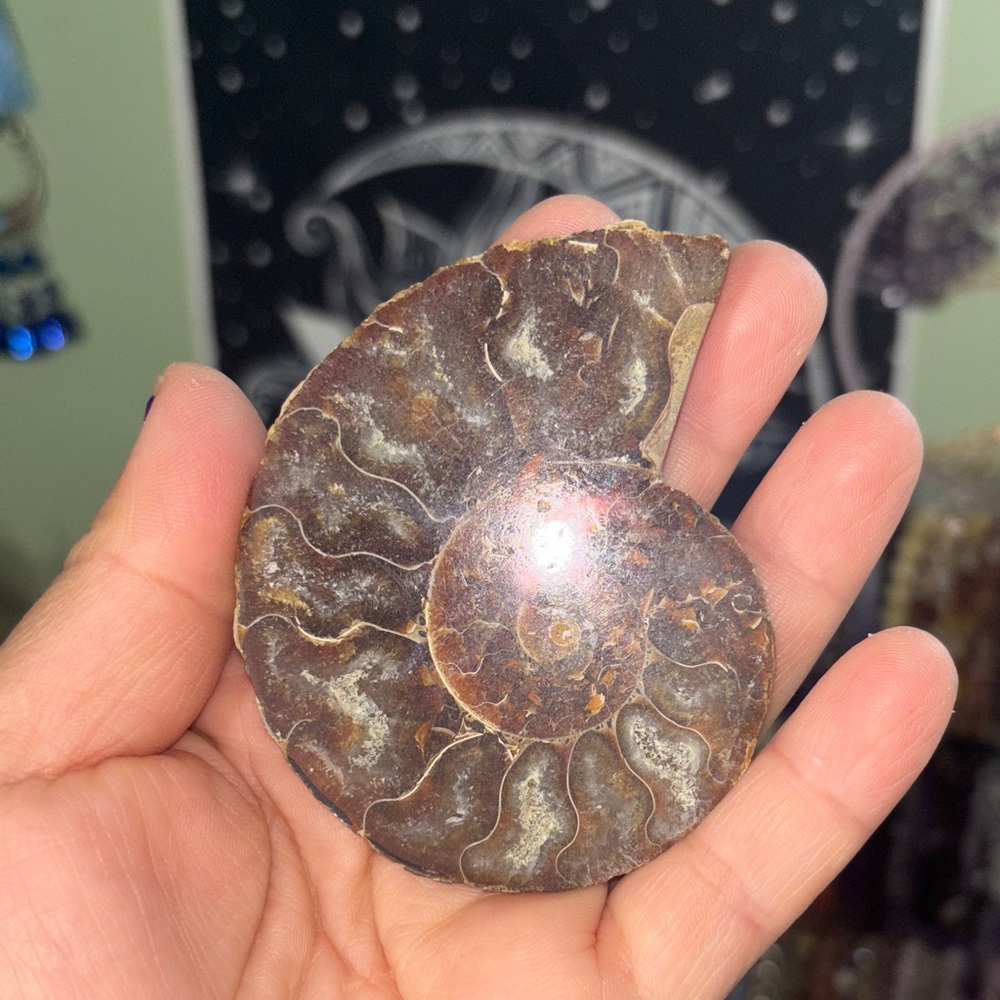 Natural Fossil Ammonite